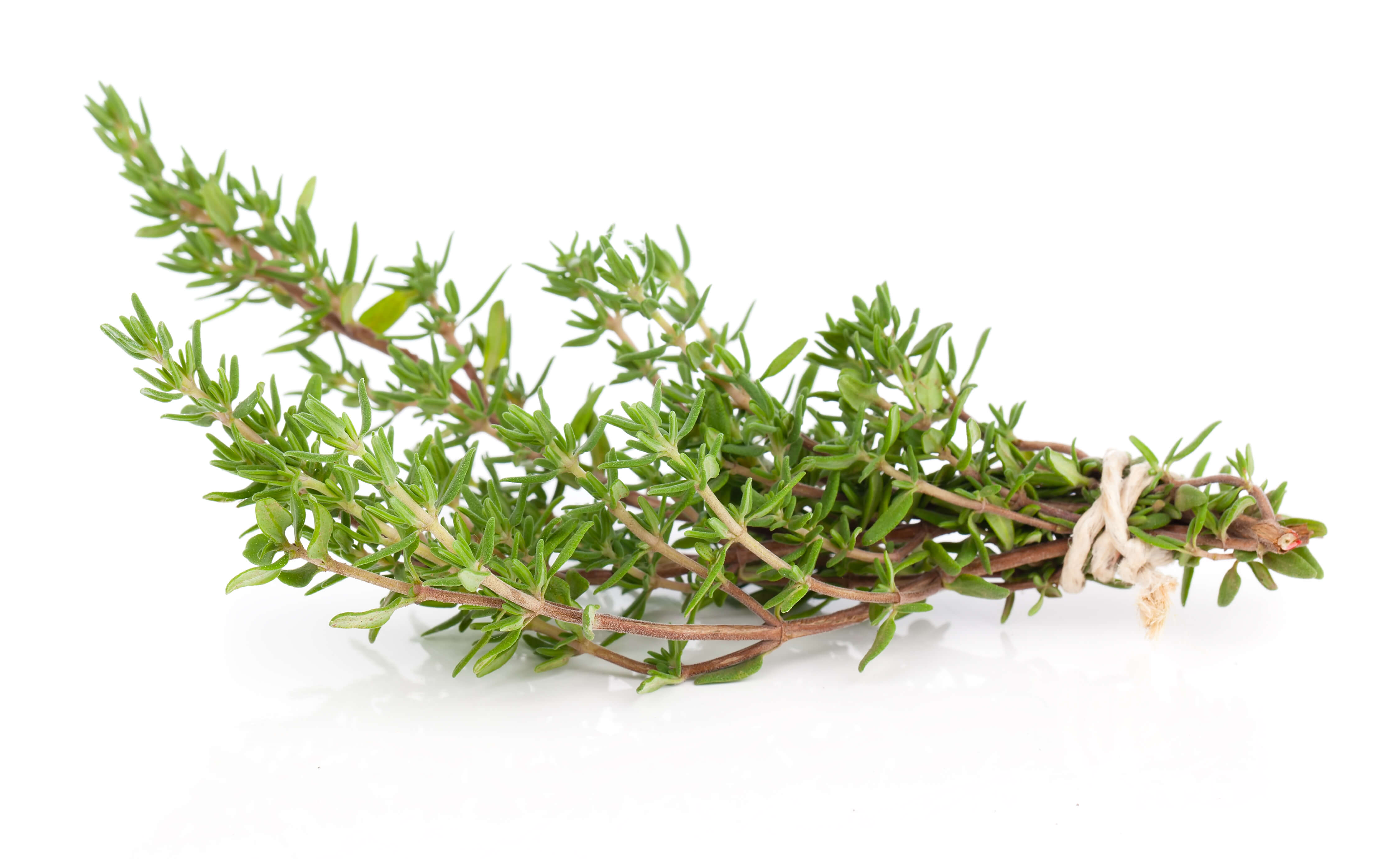 ScenTree Red Thyme EO (CAS N° 8007463 // 84929511)